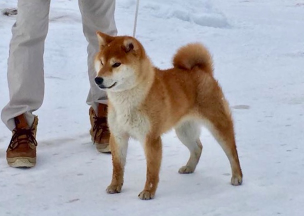 代表犬情報 柴犬の子犬なら柴犬ブリーダーの札幌加我荘