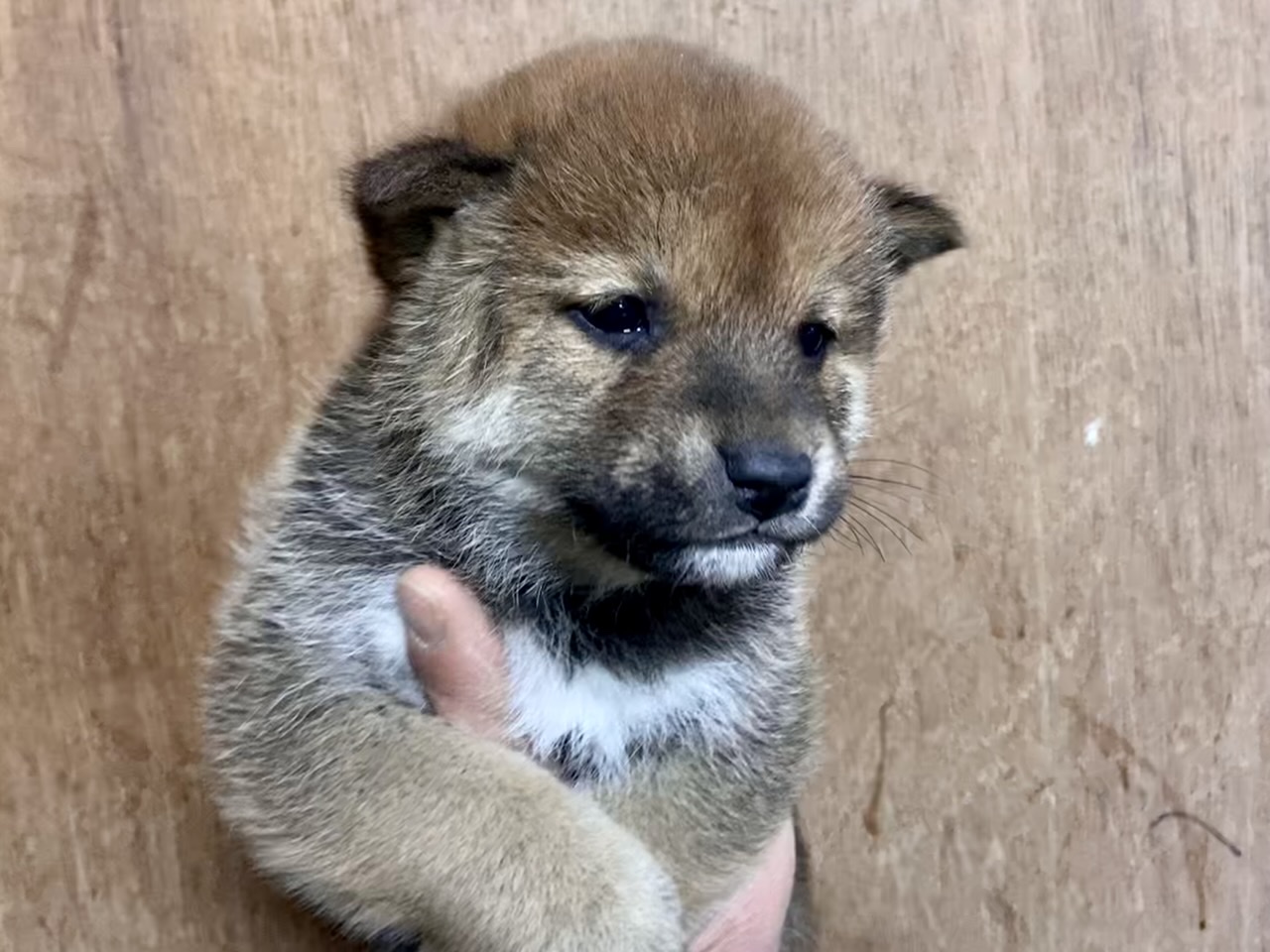 子犬情報 柴犬の子犬なら柴犬ブリーダーの札幌加我荘