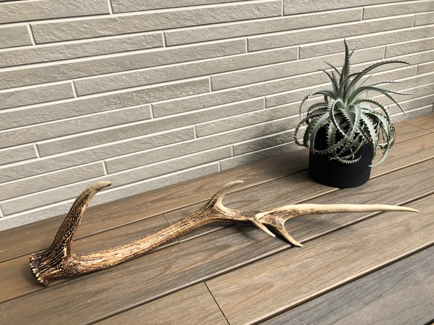 DEER HORN|ITEMS GALLERY | オリジナルのドライフラワー DEER HORN|ITEMS GALLERY | オリジナルのドライフラワー