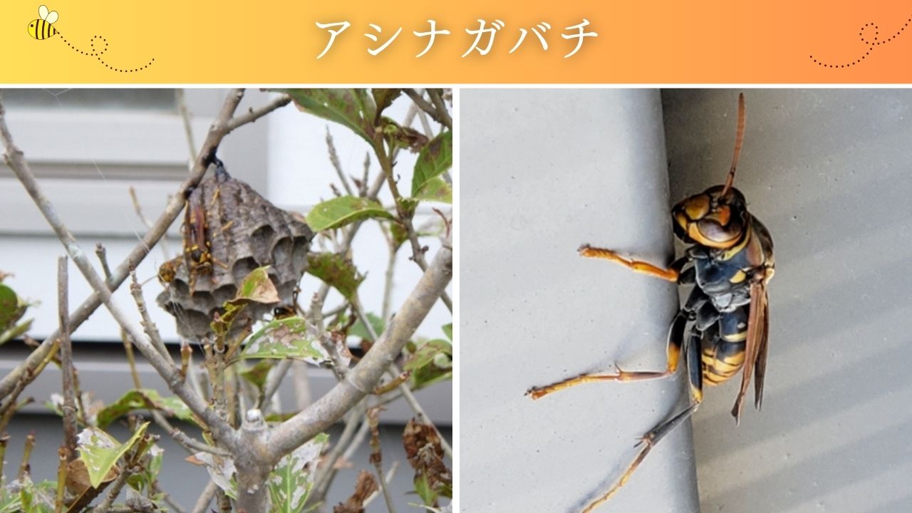 ハチの巣の種類と見分け方を解説!ハチの種類で危険度がわかり ハチの巣の種類と見分け方を解説!ハチの種類で危険度がわかり