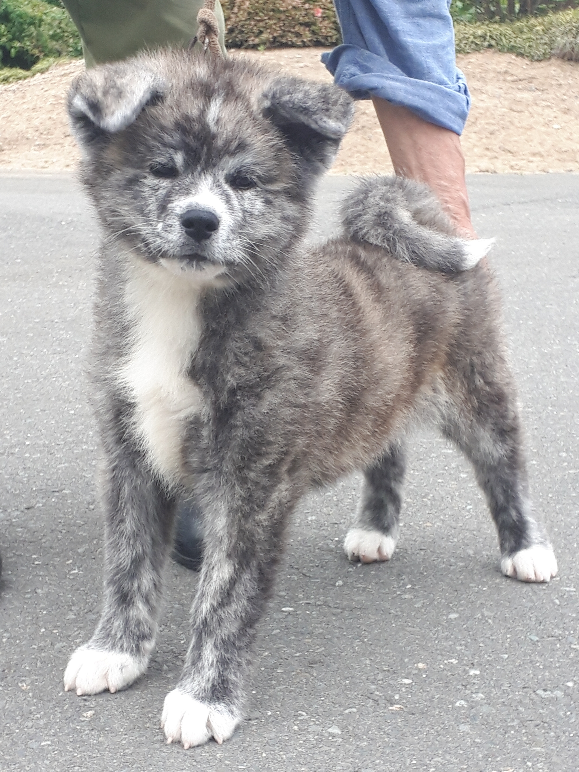 反射 列挙する 欠乏 秋田 犬 虎毛 子犬 Halschool Org