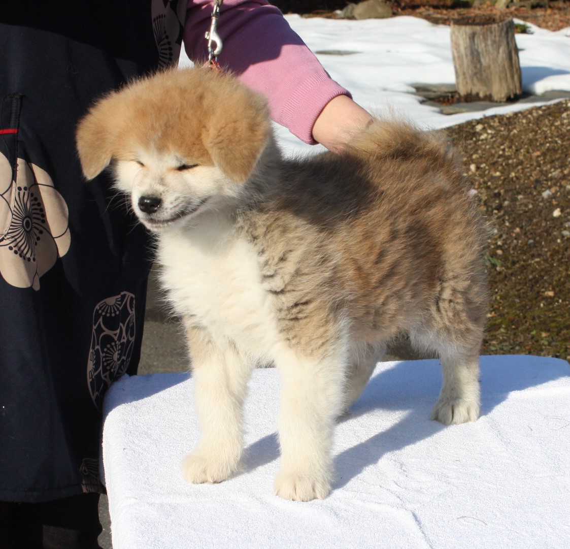 子犬販売 | 宮城コザキ犬舎 ｜秋田犬ブリーダー・Akita Inu breeder 