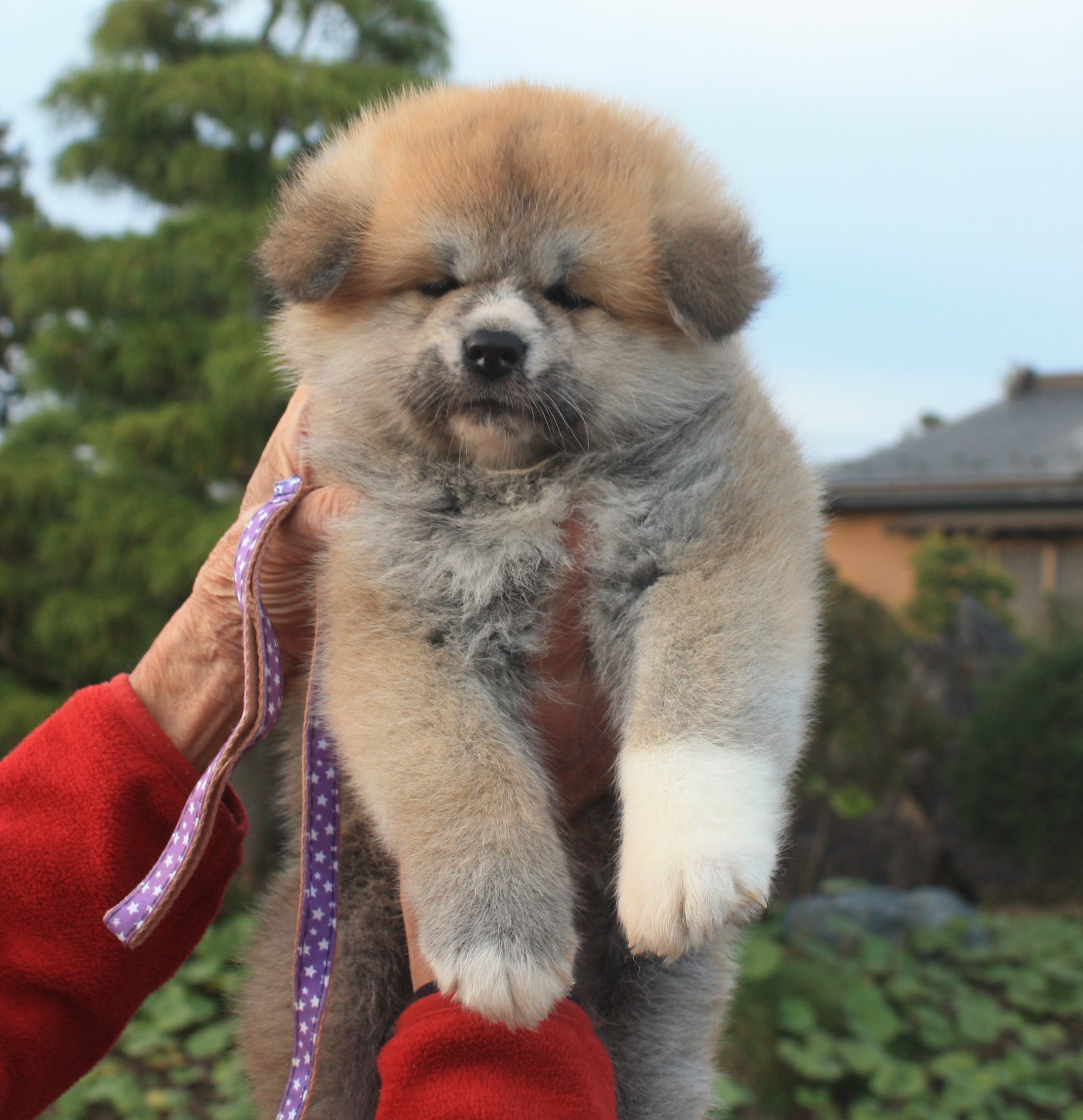 赤毛オス（9月25日生まれ）｜子犬販売 | 宮城コザキ犬舎