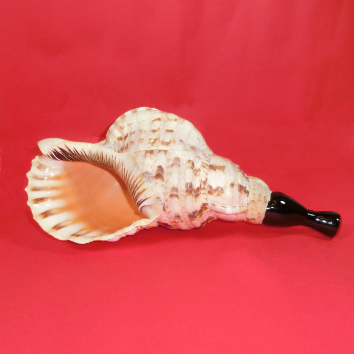 法螺貝】法螺貝｜DETAIL｜和楽器の製造、販売、修理は三島屋楽器店へ