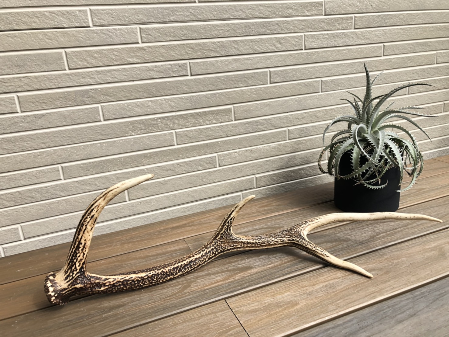 DEER HORN｜ITEMS GALLERY | オリジナルのドライフラワー・ディア