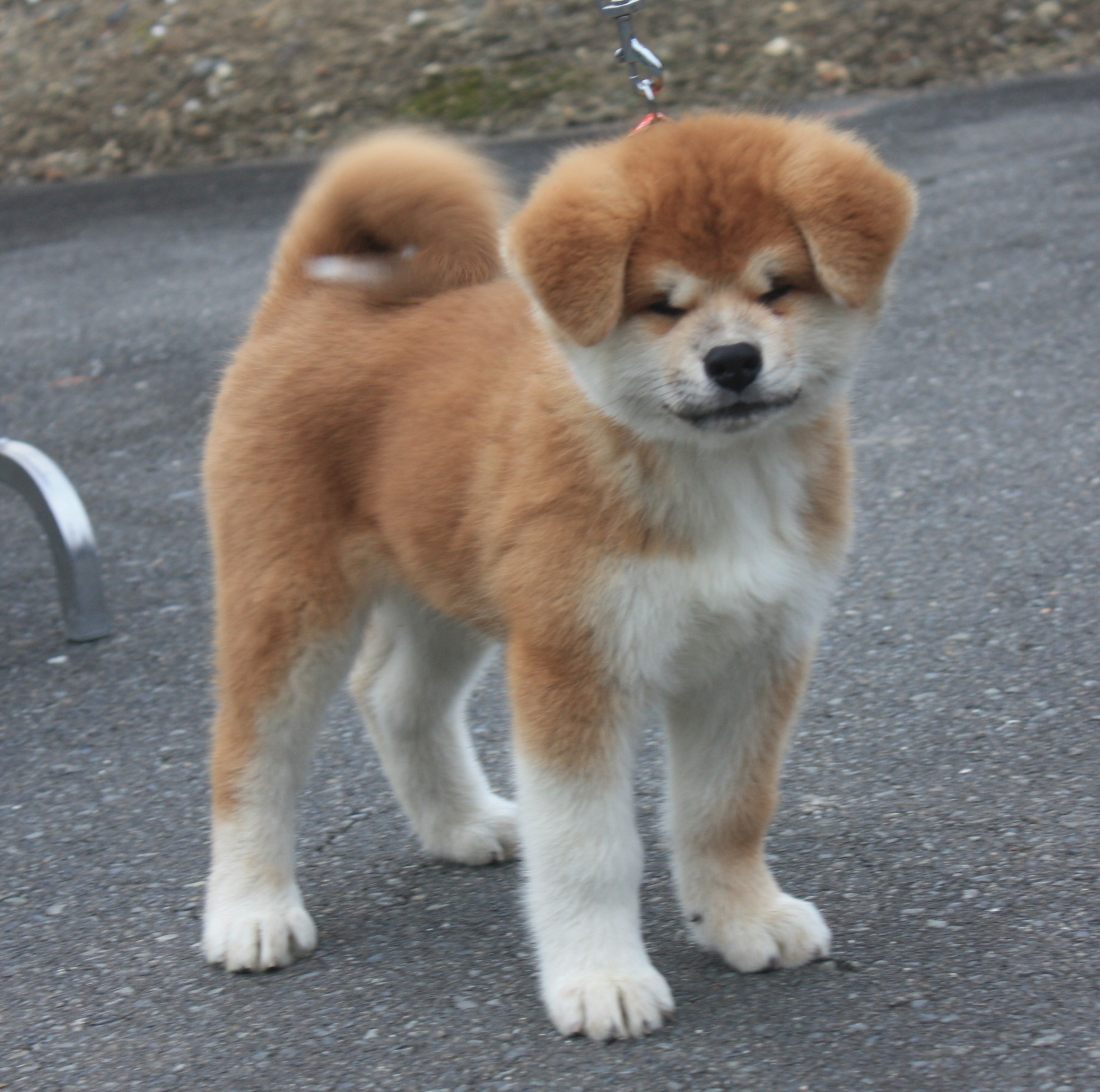 子犬販売 | 宮城コザキ犬舎 ｜秋田犬ブリーダー・Akita Inu breeder